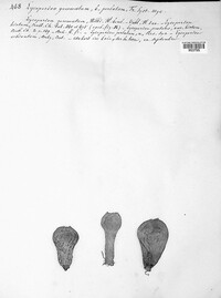 Lycoperdon perlatum image